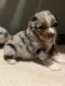 Australian Shepherd Puppies for sale in Hamilton, OH, USA. price: $500