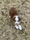 Australian Shepherd Puppies for sale in Marengo, IL 60152, USA. price: NA