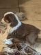 Australian Shepherd Puppies for sale in Pleasant Hill, MO 64080, USA. price: NA
