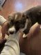 Australian Shepherd Puppies for sale in Olean, NY 14760, USA. price: NA