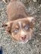 Australian Shepherd Puppies for sale in Baden, PA, USA. price: NA
