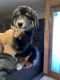 Australian Shepherd Puppies for sale in Redlands, CA, USA. price: $1,200