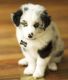 Australian Shepherd Puppies for sale in Belfort St, Houston, TX, USA. price: $800