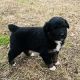 Australian Shepherd Puppies for sale in Mt Vernon, TX 75457, USA. price: NA
