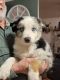 Australian Shepherd Puppies for sale in Okmulgee, OK 74447, USA. price: $200