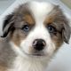 Australian Shepherd Puppies for sale in Belmont, NC 28012, USA. price: NA