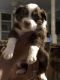 Australian Shepherd Puppies for sale in Stephenville, TX 76401, USA. price: $450