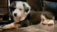 Australian Shepherd Puppies for sale in Crescent, OK 73028, USA. price: NA