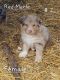Australian Shepherd Puppies for sale in Joplin, MO, USA. price: $700