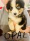 Australian Shepherd Puppies for sale in Altoona, AL 35952, USA. price: $500