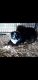 Australian Shepherd Puppies for sale in Grove City, PA 16127, USA. price: NA