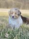 Australian Shepherd Puppies for sale in Somerset, OH 43783, USA. price: $1,500