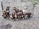 Australian Shepherd Puppies for sale in Azle, TX 76020, USA. price: $800