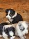 Australian Shepherd Puppies for sale in Perris, CA, USA. price: NA