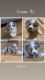 Australian Shepherd Puppies for sale in Huntsville, TX, USA. price: $1,200