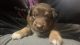 Australian Shepherd Puppies for sale in Vernon, CT 06066, USA. price: NA