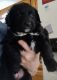 Australian Shepherd Puppies for sale in 13323 Manor Furnace Rd, Felton, PA 17322, USA. price: $400