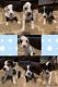 Australian Shepherd Puppies for sale in Oklahoma City, OK, USA. price: $400