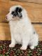 Australian Shepherd Puppies for sale in Dixon, IL 61021, USA. price: $650