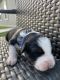 Australian Shepherd Puppies for sale in Gonzales, TX 78629, USA. price: NA
