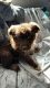 Australian Shepherd Puppies for sale in Bellefontaine, OH 43311, USA. price: NA