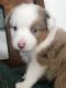 Australian Shepherd Puppies for sale in Carlsbad, CA, USA. price: $2,500