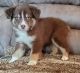 Australian Shepherd Puppies for sale in Sperry, OK 74073, USA. price: NA
