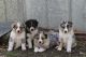 Australian Shepherd Puppies for sale in Hartselle, AL 35640, USA. price: $500