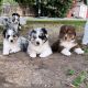 Australian Shepherd Puppies for sale in Los Angeles County, CA, USA. price: NA