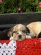 Australian Shepherd Puppies for sale in Hallettsville, TX 77964, USA. price: NA