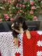 Australian Shepherd Puppies for sale in Hallettsville, TX 77964, USA. price: $750