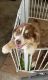 Australian Shepherd Puppies for sale in Molino, FL 32577, USA. price: NA