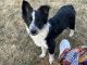 Australian Shepherd Puppies for sale in Evans, CO, USA. price: NA