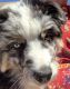 Australian Shepherd Puppies for sale in Palm Springs, CA, USA. price: NA