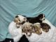 Australian Shepherd Puppies for sale in Blairsville, GA 30512, USA. price: $800