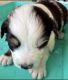 Australian Shepherd Puppies for sale in Garden Grove, CA 92840, USA. price: $800