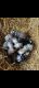 Australian Shepherd Puppies for sale in Lawrenceburg, TN, USA. price: $500