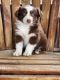 Australian Shepherd Puppies for sale in Columbia, MO, USA. price: $350