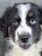 Australian Shepherd Puppies for sale in Willamina, OR 97396, USA. price: NA
