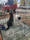 Australian Shepherd Puppies for sale in Apple Valley, CA 92308, USA. price: $50