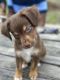 Australian Shepherd Puppies for sale in Houston, TX, USA. price: $600