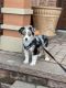 Australian Shepherd Puppies for sale in Canton, MI, USA. price: $1,800