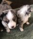 Australian Shepherd Puppies for sale in Carlsbad, CA, USA. price: NA