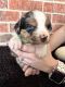 Australian Shepherd Puppies for sale in Schulenburg, TX 78956, USA. price: NA