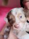 Australian Shepherd Puppies for sale in Winter Haven, FL, USA. price: NA