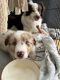 Australian Shepherd Puppies for sale in Mission Viejo, CA 92691, USA. price: $800
