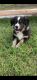 Australian Shepherd Puppies for sale in Hallettsville, TX 77964, USA. price: $750