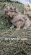 Australian Shepherd Puppies for sale in Arrowhead Farms, San Bernardino, CA 92407, USA. price: NA