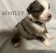 Australian Shepherd Puppies for sale in Montgomery, TX 77316, USA. price: $1,500