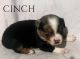 Australian Shepherd Puppies for sale in Montgomery, TX 77316, USA. price: $1,300